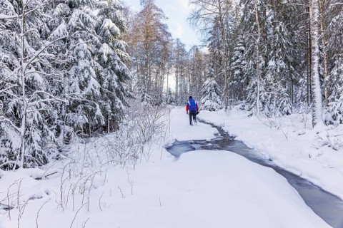 Man walking in a snowy spruce forest by a frozen stream a cold winter, Sweden