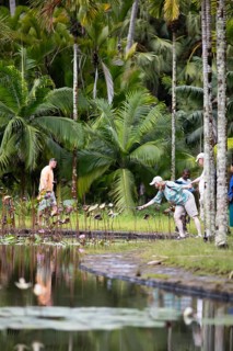 Lotus pond, pond with Indian Lotus (Nelumbo nucifera), palm trees behind, Botanical Garden or Sir