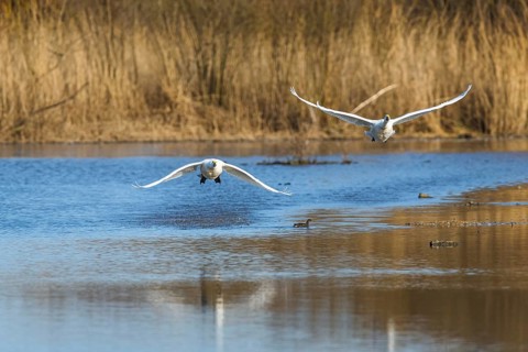 Tundra Swan, Bewick's Swan, Cygnus columbianus in flight at winter in Slimbridge, England, United