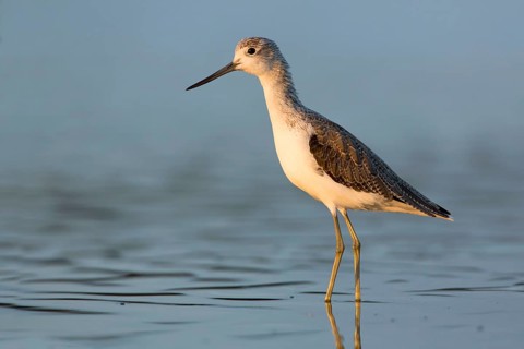 Common Greenshank (Tringa nebularia), Victoria, Australia