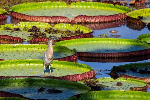 Mongrove Heron (Butorides striatus) Pantanal Brazil