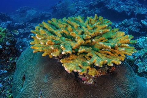Small colony of pore coral (Pocillopora eydouxi) small coral block stony corals hard corals reef