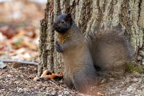 Eastern fox squirrel (Sciurus niger) standing and watching, region of la Mauricie, province of