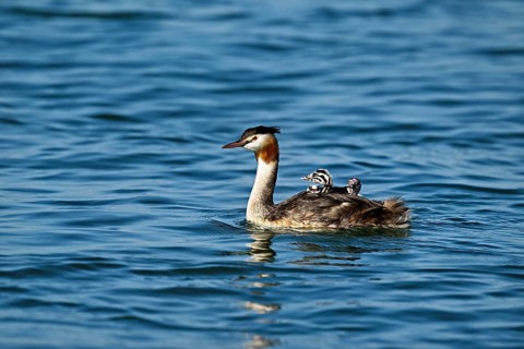 Great Crested Grebe (Podiceps Scalloped ribbonfish), with three chicks in plumage swimming in the