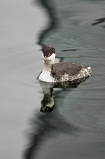 Slavonian Grebe (Podiceps auritus), adult, in adult plumage, winter plumage, swimming in Lake Zug,
