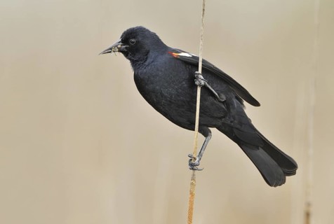 Tricolored Blackbird (Agelaius tricolor) male, California, USA