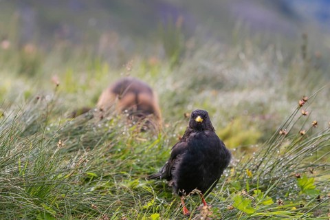 One young Alpine chough or yellow-billed chough (Pyrrhocorax graculus) stands on grass in the