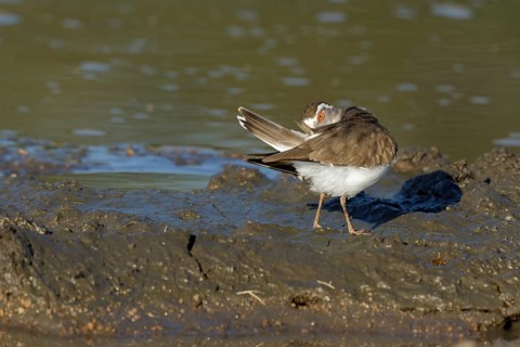 Driebandplevier poetsend, Three-banded Plover cleaning feathers