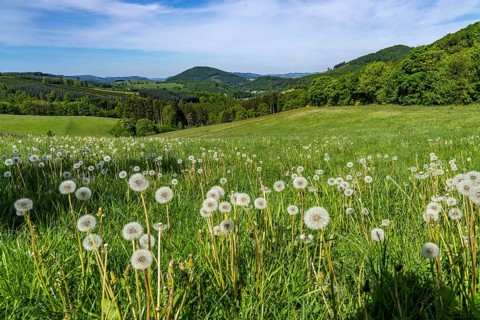 Landscape in the Sauerland, near Oberkirchen, district of Schmallenberg, North Rhine-Westphalia,
