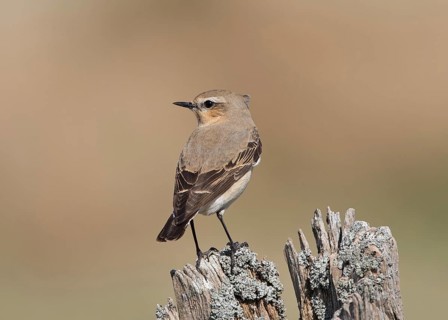 Northern Wheatear (Oenanthe oenanthe) female, Wales, United Kingdom