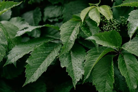 Close-up of Virginia creeper leaves covered in fresh raindrops, capturing the lush green texture