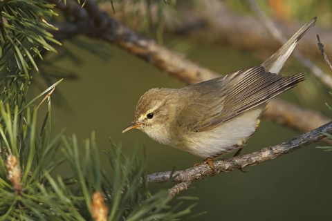 Willow Warbler (Phylloscopus trochilus), Rhineland-Palatinate, Germany