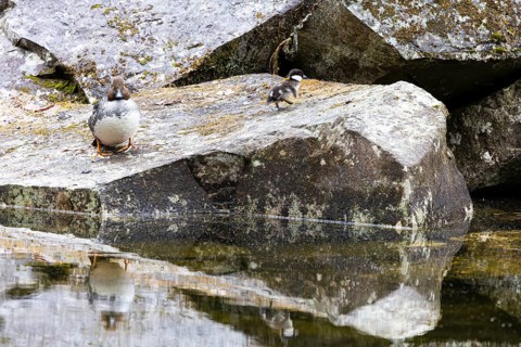 Common goldeneye (Bucephala clangula), female with single chick sitting on a stone above a lake,