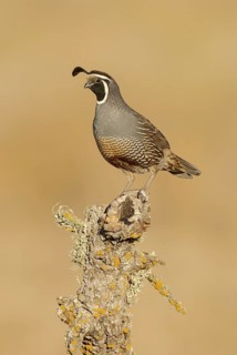 California Quail (Callipepla californica) male, California, USA