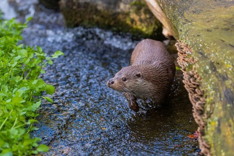 One Eurasian otter (Lutra lutra) walking in the water of a shallow creak between a log and some