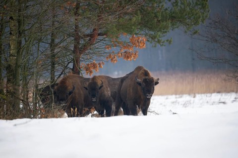Bison or European bison (Bos bonasus, Bison bonasus), bison bulls standing in a forest clearing in