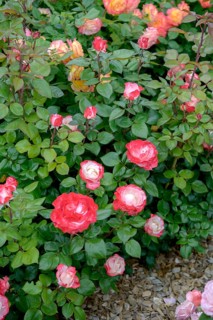 Noble rose (Rosa NOSTALGIE), IGS Hamburg 2013, Germany