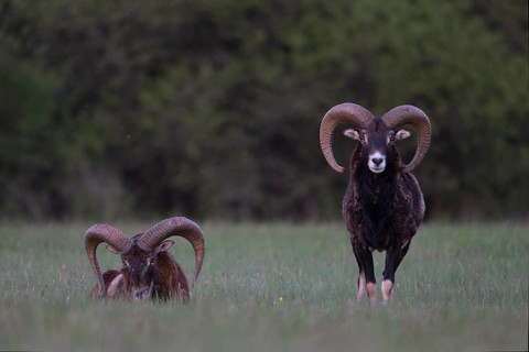 European mouflon (Ovis gmelini musimon, Syn.: Ovis orientalis musimon, Ovis aries musimon),