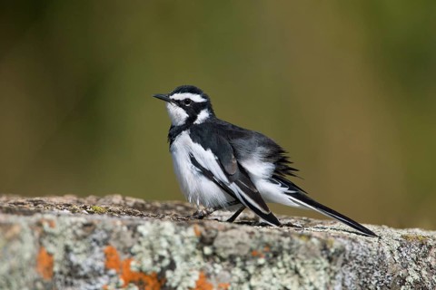 African Pied Wagtail (Motacilla aguimp) on ground, Uganda