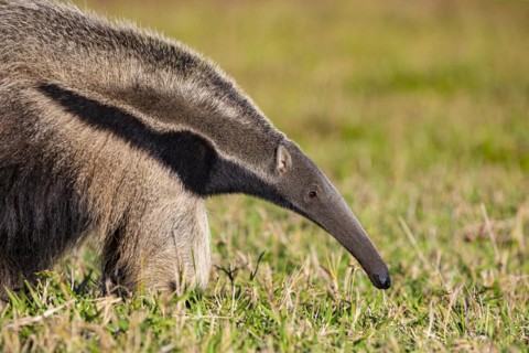 Giant anteater (Myrmecophaga tridactyla) Pantanal Brazil