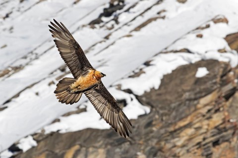 Bearded Vulture (Gypaetus barbatus) flying, Valais, Switzerland