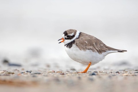 Common Ringed Plover (Charadrius hiaticula) calling, Schleswig-Holstein, Germany