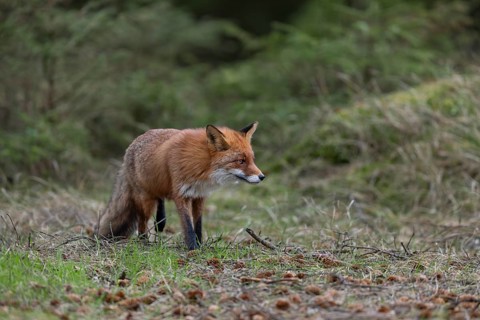 The red fox (Vulpes vulpes) searches attentively for mice at the edge of a spruce plantation,