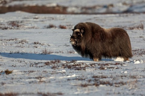 Although this musk ox cow (Ovibos moschatus) is blind, she is in excellent physical condition,