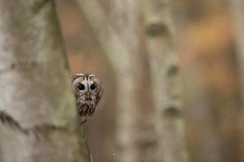 Tawny owl (Strix aluco) adult bird in a woodland in autumn, England, United Kingdom