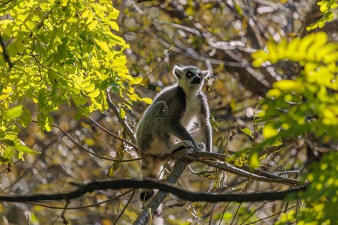 A ring-tailed lemur (Lemur catta) sits high up in a tree on a branch between fresh green leaves