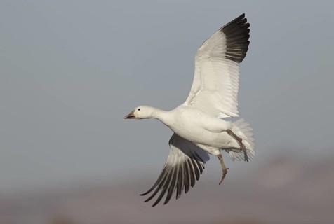 Snow Goose (Anser caerulescens) flying, New Mexico, USA