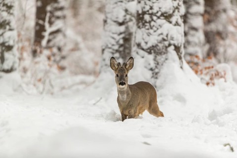 One young male Roe Deer, Roe buck (Capreolus capreolus), walking through a forest in deep snow.
