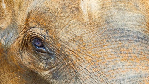 Close-up of an elephant eye (elephas maximus) with distinctive skin texture, Pinnawela Elephant
