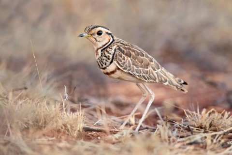 Bindenrennvogel (Rhinoptilus cinctus) perched on the ground, Oromia, Ethiopia