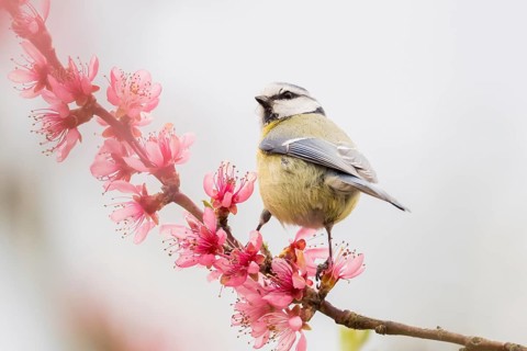 A blue tit (Parus caeruleus) sitting on a branch with delicate pink flowers, enveloped in soft
