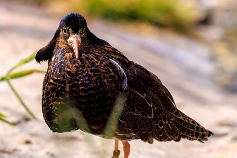 Close-up of a bird with detailed plumage, ruff (Calidris pugnax, Syn.: Philomachus pugnax),