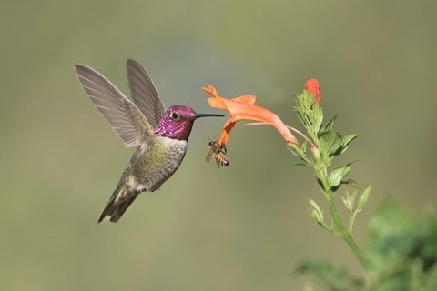Anna's Hummingbird (Calypte anna) male flying while feeding at flower nectar, California, USA