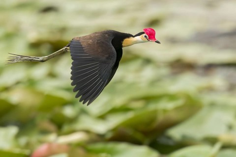 Comb-crested Jacana (Irediparra gallinacea) in a wetland area in Papua New Guinea