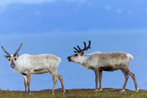 Reindeer, reindeer, (Rangifer tarandus), animals, mammals, deer family, two, biotope, habitat,