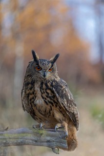 One Eurasian Eagle Owl, Bubo bubo, sitting on a root of a dead tree. A forest in fall foliage in