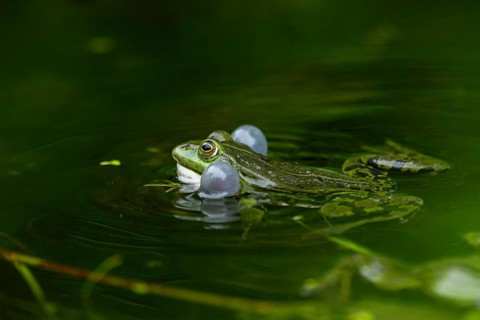 Edible frog (Pelophylax esculentus) in a little lake in the water, Bavaria, Germany