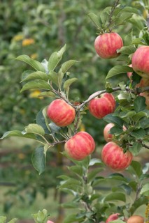 Apple (Malus domestica 'Karneval'), Bayerische Landesanstalt für W, Germany