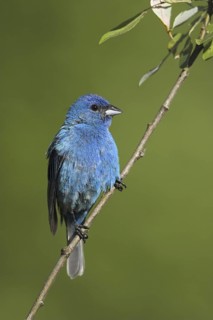 Indigo Bunting (Passerina cyanea) male, Ontario, Canada