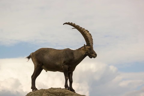 A male ibex (Capra ibex) stands on a rock. Behind him is a sky with interesting clouds