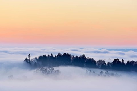 Forest shrouded in fog at sunset, Zugerberg, Canton Zug, Switzerland