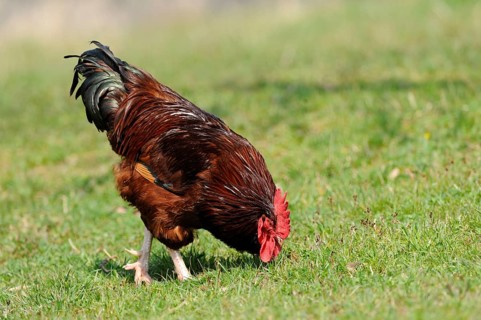 Brown cock pecking grass in a lush meadow, domestic fowl (Gallus gallus domesticus), Franconia