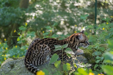 One Ozelot, Leopardus pardalis, resting on a rock in green vegetation