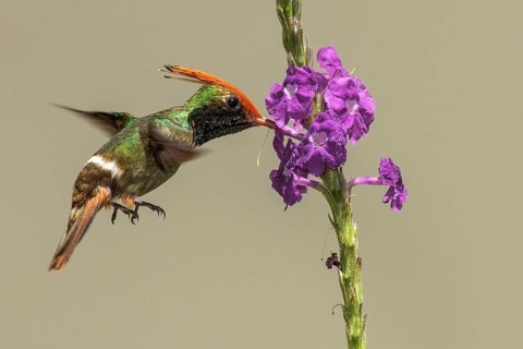 Rufous-crested Coquette (Lophornis delattrei) flying while feeding at a flower in Manu National