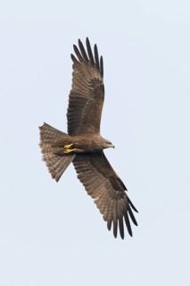 Black Kite, (Milvus migrans), animals, birds, bird of prey, flight photo, Nussloch,