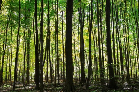 Silhouetted backlit mixed forest of tall Acer - Maple, Betula - Birch trees with abundant green and